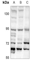 TFE3 Antibody