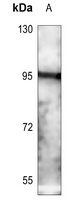 CD71 Antibody