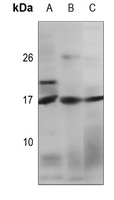 TGF alpha Antibody