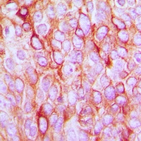 TGF alpha Antibody