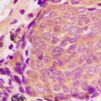 TIMP4 Antibody