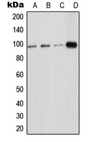 ICAM-5 Rabbit Polyclonal Antibody