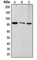 TLE4 Antibody