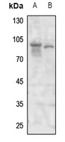 CD284 Rabbit Polyclonal Antibody