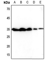 TSPAN8 Antibody