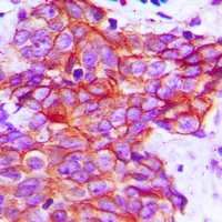 Anti-Claudin 5 Antibody