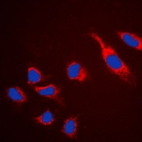 Claudin 5 antibody