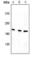 Tensin 1 (Phospho-Y1326) Antibody