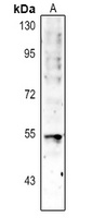 p53 Antibody