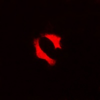 p53 Antibody