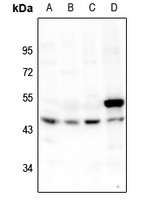 p53 Antibody