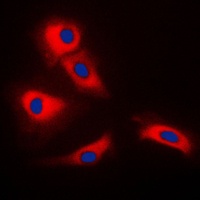 Anti-TRAF3 Antibody