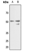 Gamma-tubulin Antibody