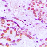 Gamma-tubulin Antibody