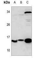 Thioredoxin 1 Antibody
