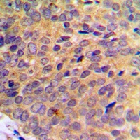 Anti-UBA7 Antibody