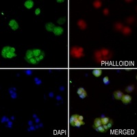 Anti-UBA7 Antibody