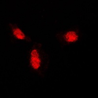 Anti-SUMO1 Antibody