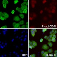 Anti-PGP9.5 Antibody