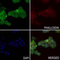 Anti-PGP9.5 Antibody