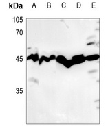 USF2 Antibody