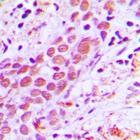 Anti-USF2 Antibody