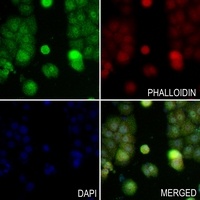Anti-VCP Antibody