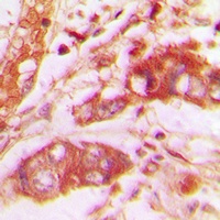 Anti-VGF Antibody