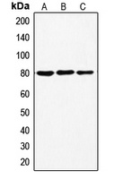 Ezrin (Phospho-T567) Antibody