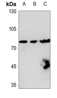 Ezrin Rabbit Polyclonal Antibody