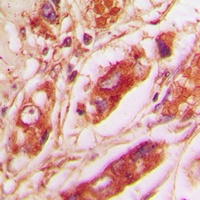 Vimentin Antibody