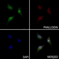 Anti-CLIP2 Antibody