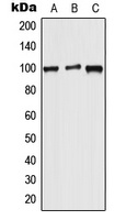 WFS1 Rabbit Polyclonal Antibody