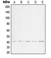 WNT1 Rabbit Polyclonal Antibody