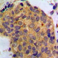 Anti-WNT1 Antibody