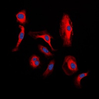 WNT1 antibody