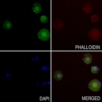 Anti-XPA Antibody