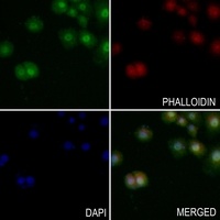 Anti-XRCC1 Antibody