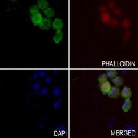 Anti-XRCC2 Antibody