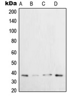 XRCC3 Antibody