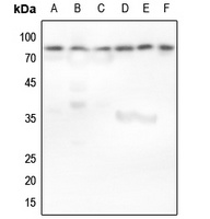 Ku80 Antibody