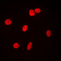 Ku80 Antibody