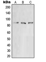 Ku80 Antibody