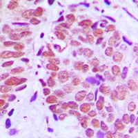 Ku80 Antibody