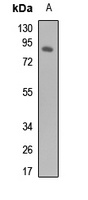 Ku80 Antibody