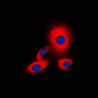 YWHAZ (phospho-S58) antibody