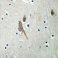 14-3-3 zeta Antibody