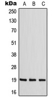 ZNF9 Antibody