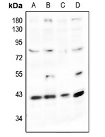 Podocin Antibody