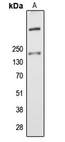 ALMS1 Antibody